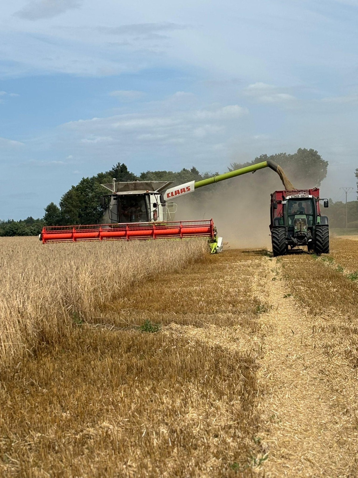 Claas Mähdrescher bei der Getreideernte